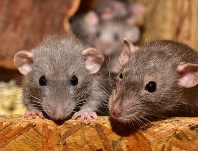 Problème de rats à Rouen : 3 solutions pour vous en débarrasser