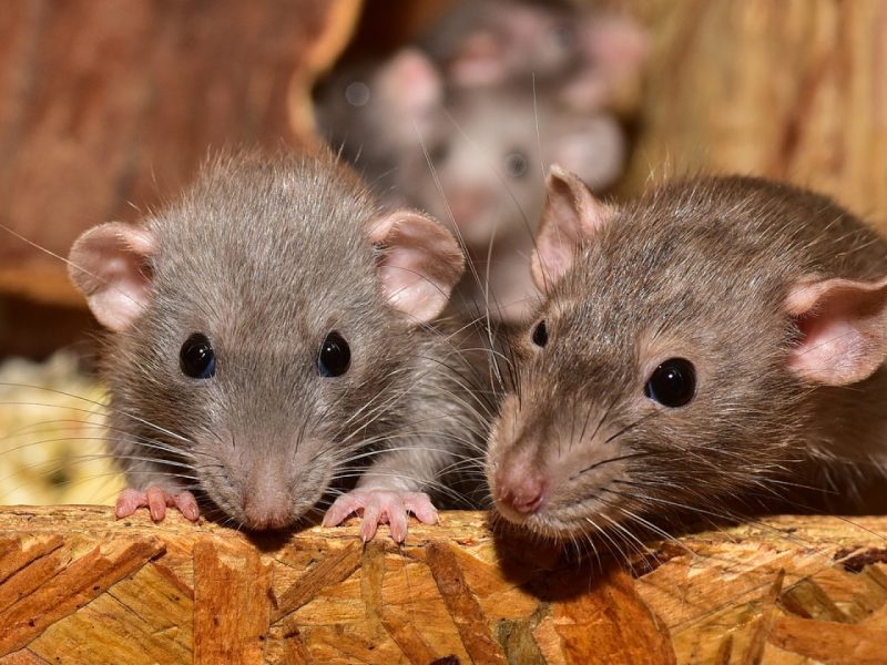 Problème de rats à Rouen : 3 solutions pour vous en débarrasser